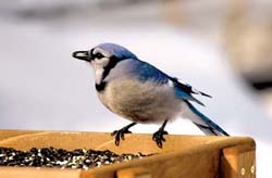 Blue Jay