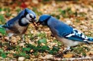 2 Bluejays w seed Boyd c