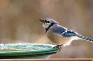 BlueJay at htd bbath