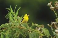 Am Goldfinch JRC 1