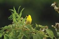 Am Goldfinch JRC 2