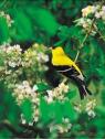 Goldfinch in MultiRose c
