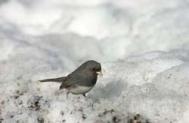 Junco in snow JRC c