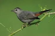 Catbird 1