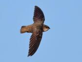 chimney-swifts 2
