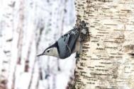 Nuthatch, white-breasted - on birch
