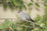 catbird_jrc