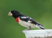 Rose-breasted Grosbeak