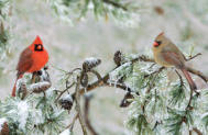 Northern Cardinals