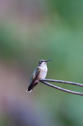 Ruby-throated Hummingbird